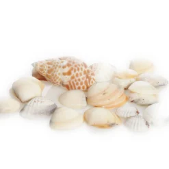 Bag of Mixed Shells Christmas Craft Supplies|