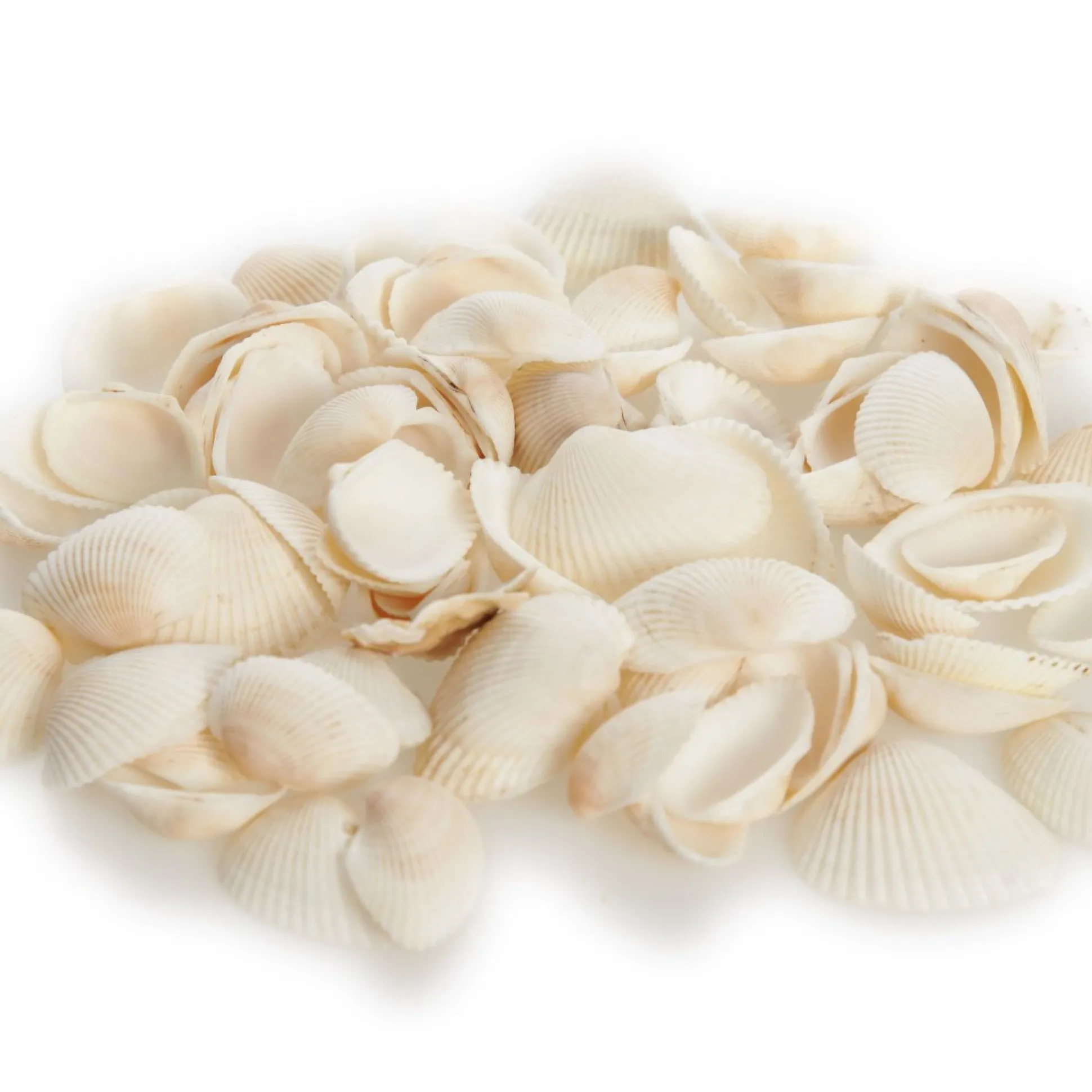 Bag of Small Clam Shells Christmas Craft Supplies|