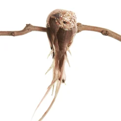 Champagne Pink Bird Clip Butterflies And Birds|