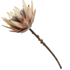Dried King Protea Flower Stem Christmas Flowers|