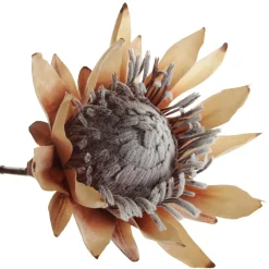 Dried King Protea Flower Stem Christmas Flowers|