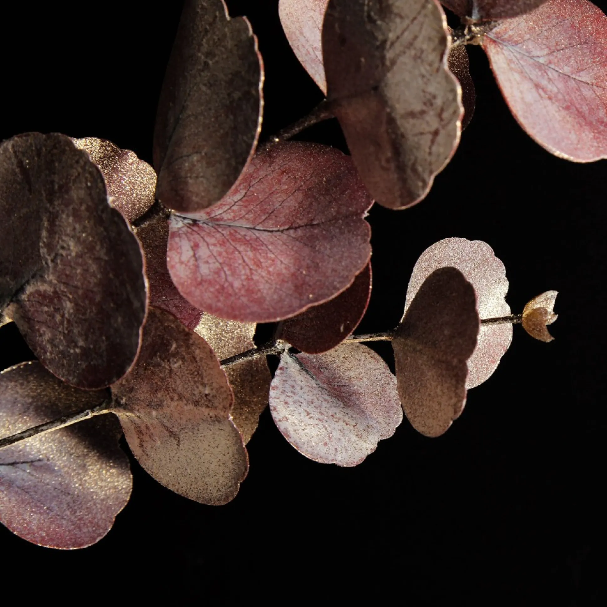 Dusky Pink Round Leaf Eucalyptus Dollar Gum Spray Christmas Sprays|