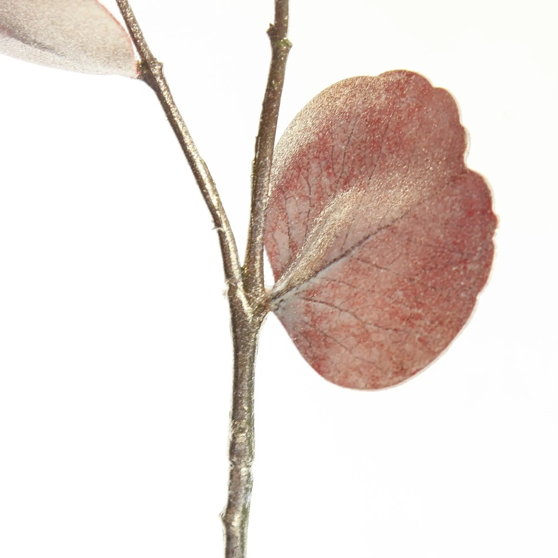 Dusky Pink Round Leaf Eucalyptus Dollar Gum Spray Christmas Sprays|
