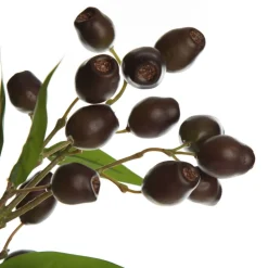 Eucalyptus Brown Gumnut Branch Spray Christmas Sprays|