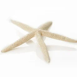 Finger Starfish White Beach Decorations|