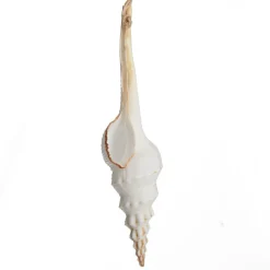 Hanging Conch Shell Tree Decoration Beach Decorations|