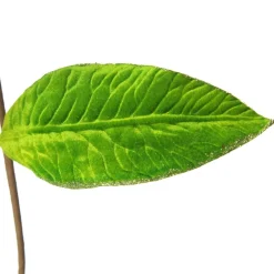 Large Green Poinsettia Flower Pick with Green Glitter Trim Christmas Flowers|