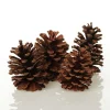 Medium Natural Real Pine Cones - Pack of 4 Pinecones And Acorns|