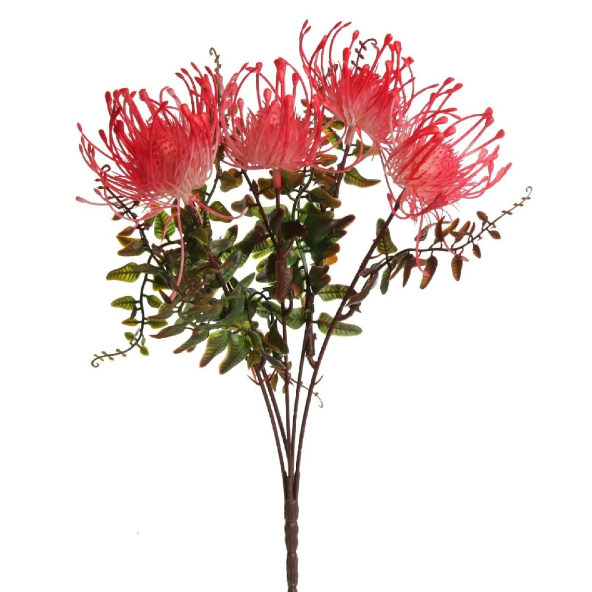 Native Red Pink Pincushion Protea Flower Spray Christmas Flowers|