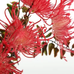 Native Red Pink Pincushion Protea Flower Spray Christmas Flowers|