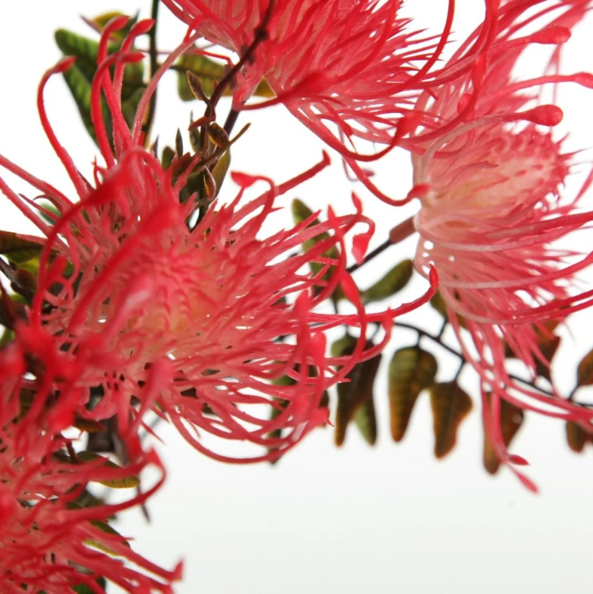 Native Red Pink Pincushion Protea Flower Spray Christmas Flowers|