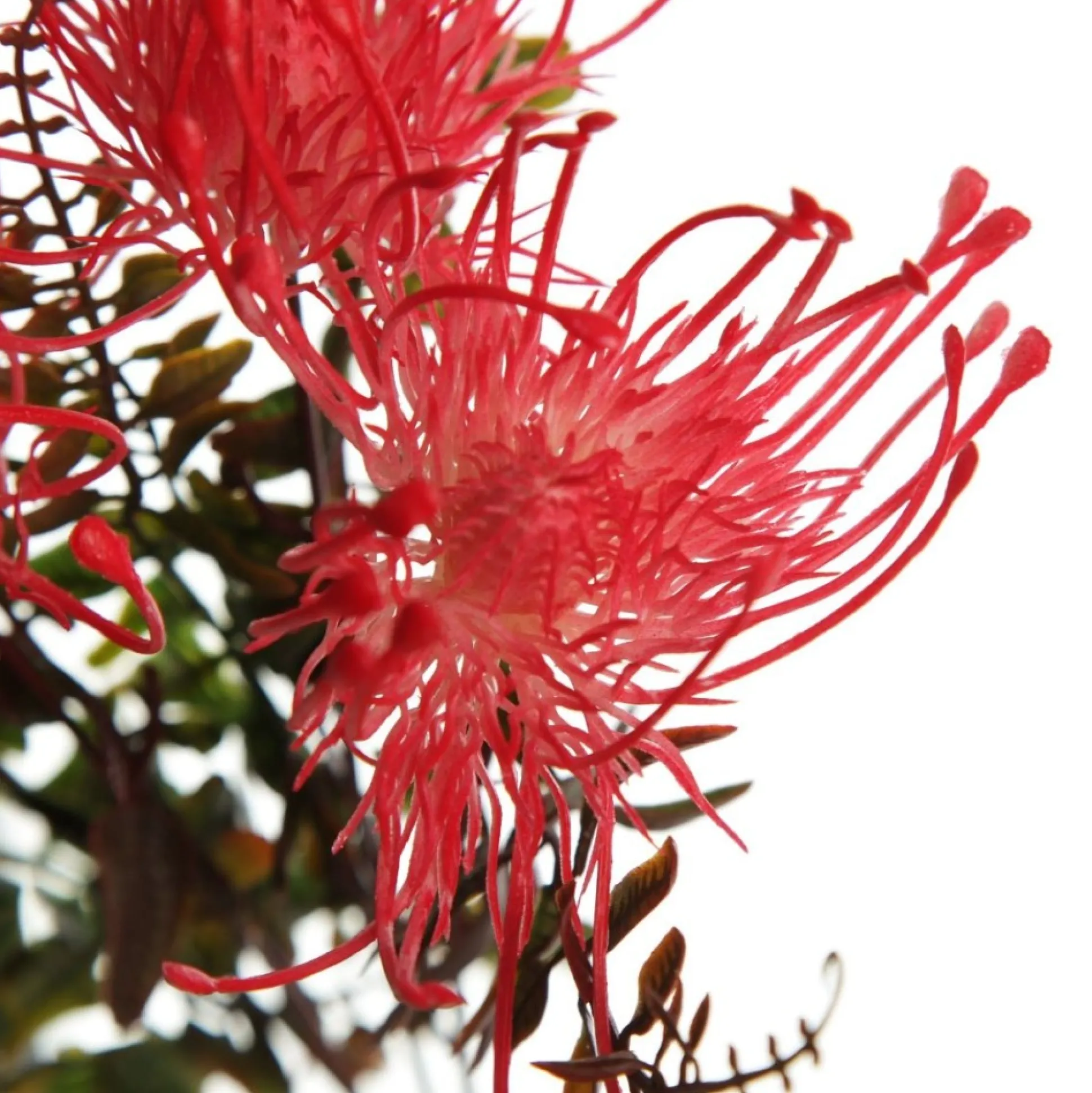 Native Red Pink Pincushion Protea Flower Spray Christmas Flowers|