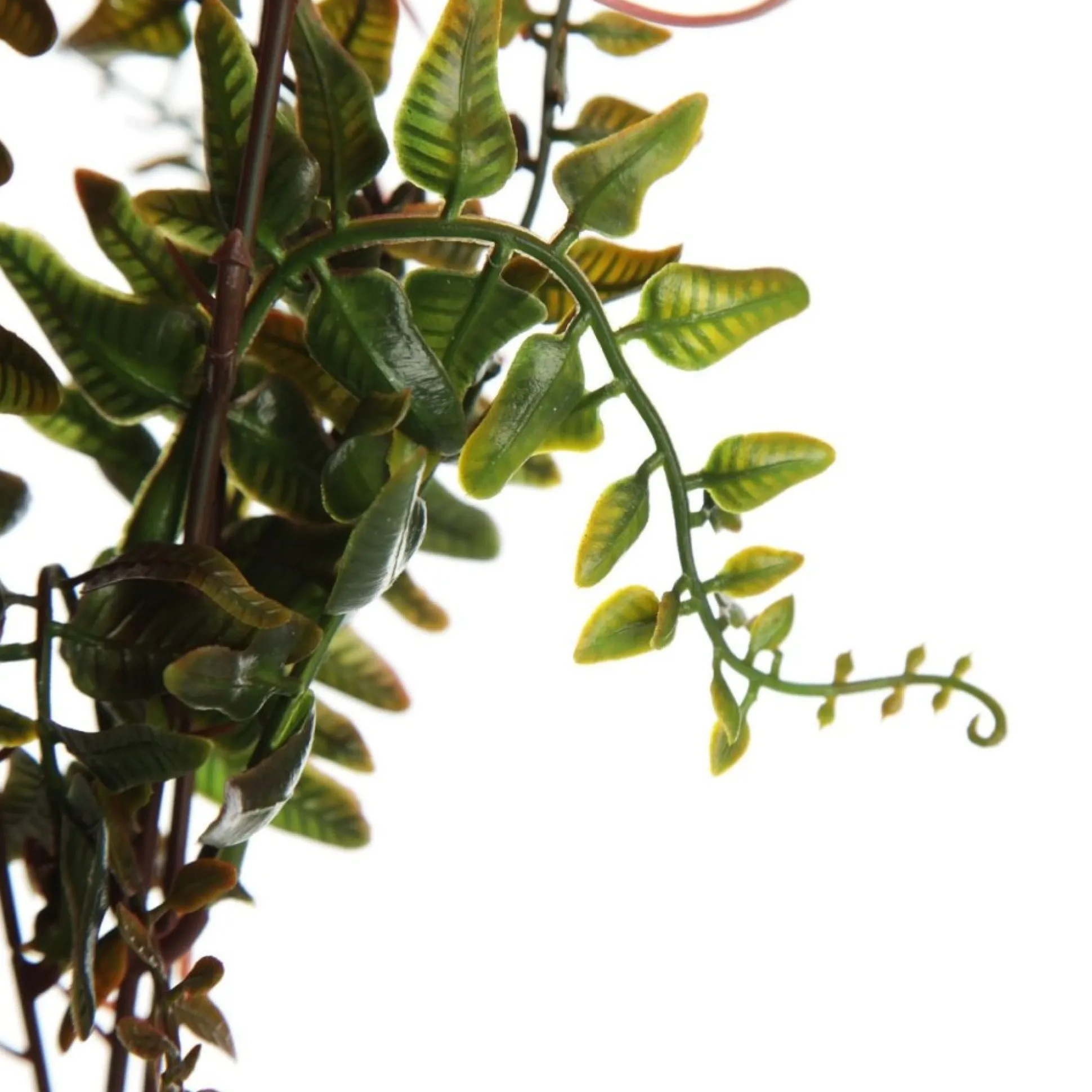 Native Red Pink Pincushion Protea Flower Spray Christmas Flowers|