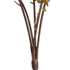 Native Red Pink Pincushion Protea Flower Spray Christmas Flowers|