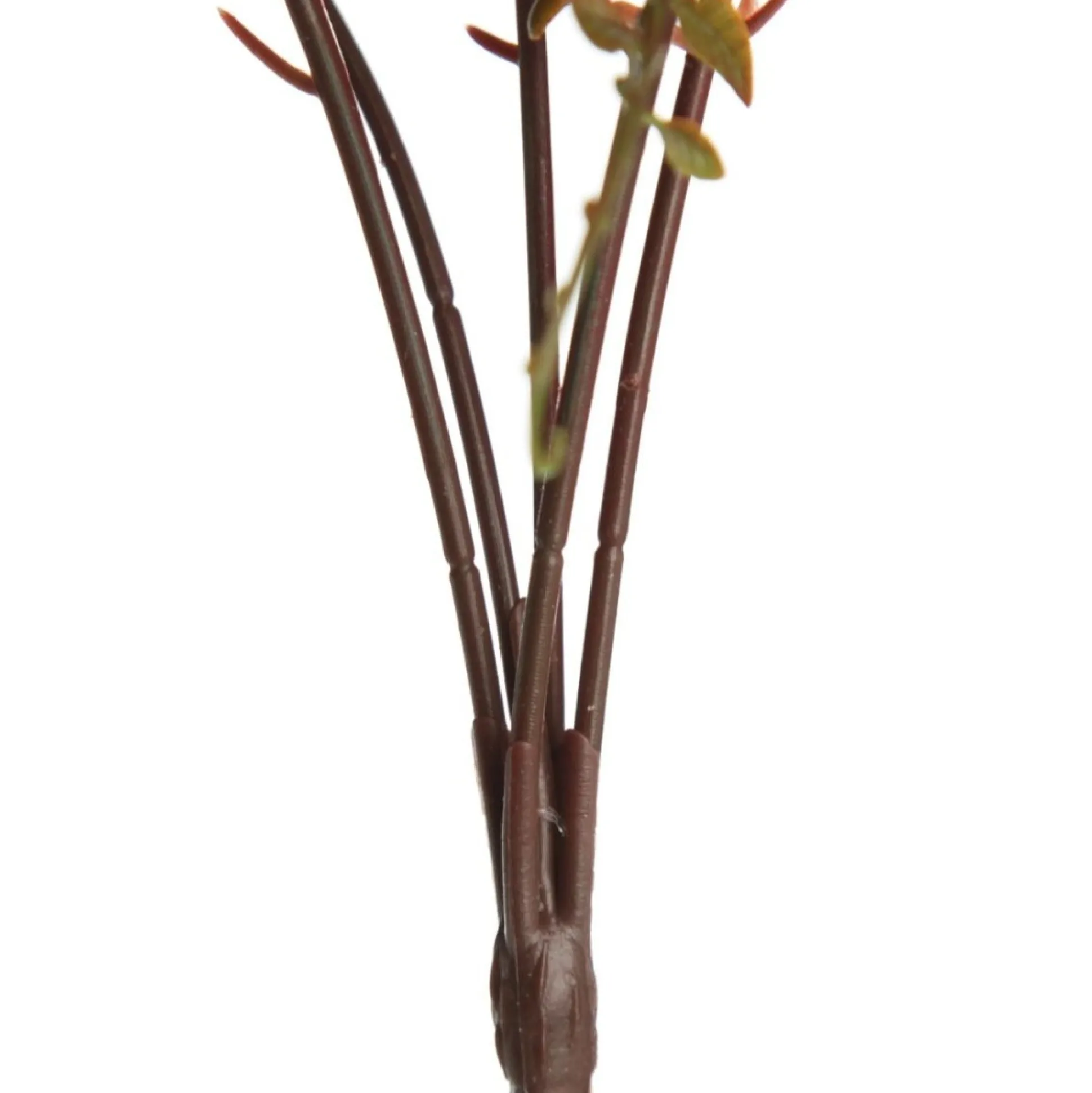 Native Red Pink Pincushion Protea Flower Spray Christmas Flowers|