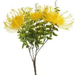 Native Yellow Pincushion Protea Flower Spray Christmas Flowers|