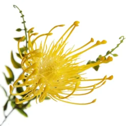 Native Yellow Pincushion Protea Flower Spray Christmas Flowers|