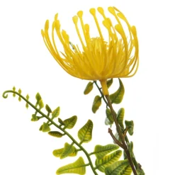 Native Yellow Pincushion Protea Flower Spray Christmas Flowers|