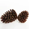 Natural Pine Cone Pinecones And Acorns|