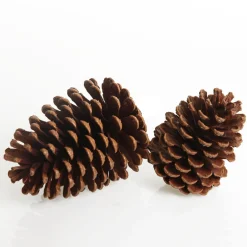 Natural Pine Cone Pinecones And Acorns|