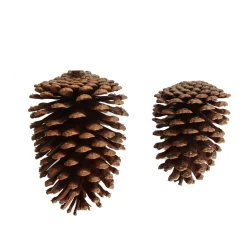 Natural Pine Cone Pinecones And Acorns|