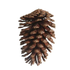 Natural Pine Cone Pinecones And Acorns|