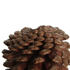 Natural Pine Cone Pinecones And Acorns|