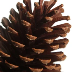 Natural Pine Cone Pinecones And Acorns|