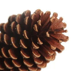 Natural Pine Cone Pinecones And Acorns|