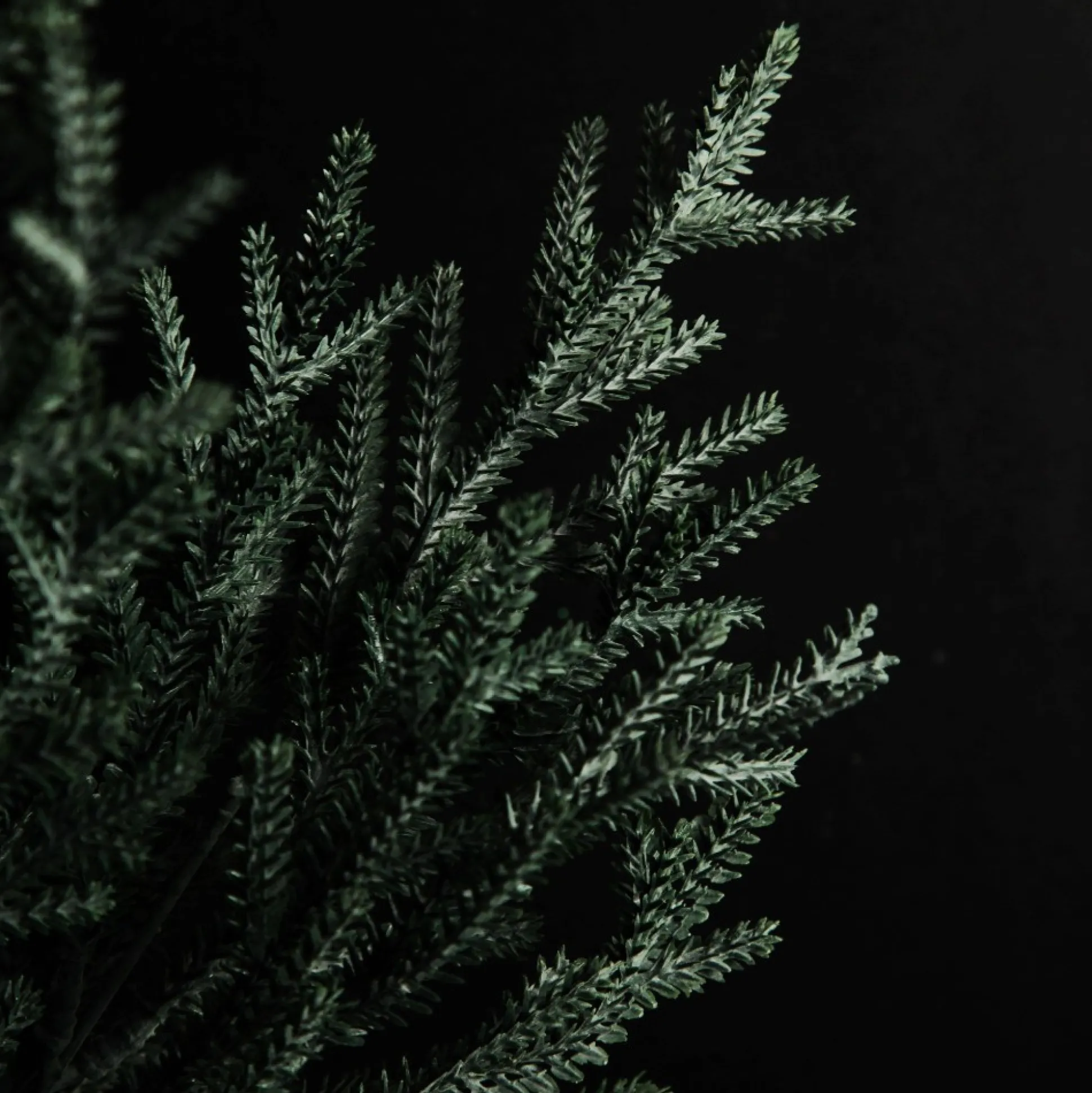 Pine Bush Spray Christmas Sprays|