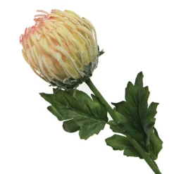 Pink and Cream Pincushion Protea Flower Stem Christmas Flowers|