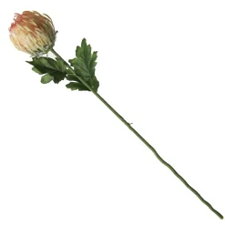 Pink and Cream Pincushion Protea Flower Stem Christmas Flowers|