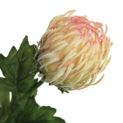 Pink and Cream Pincushion Protea Flower Stem Christmas Flowers|
