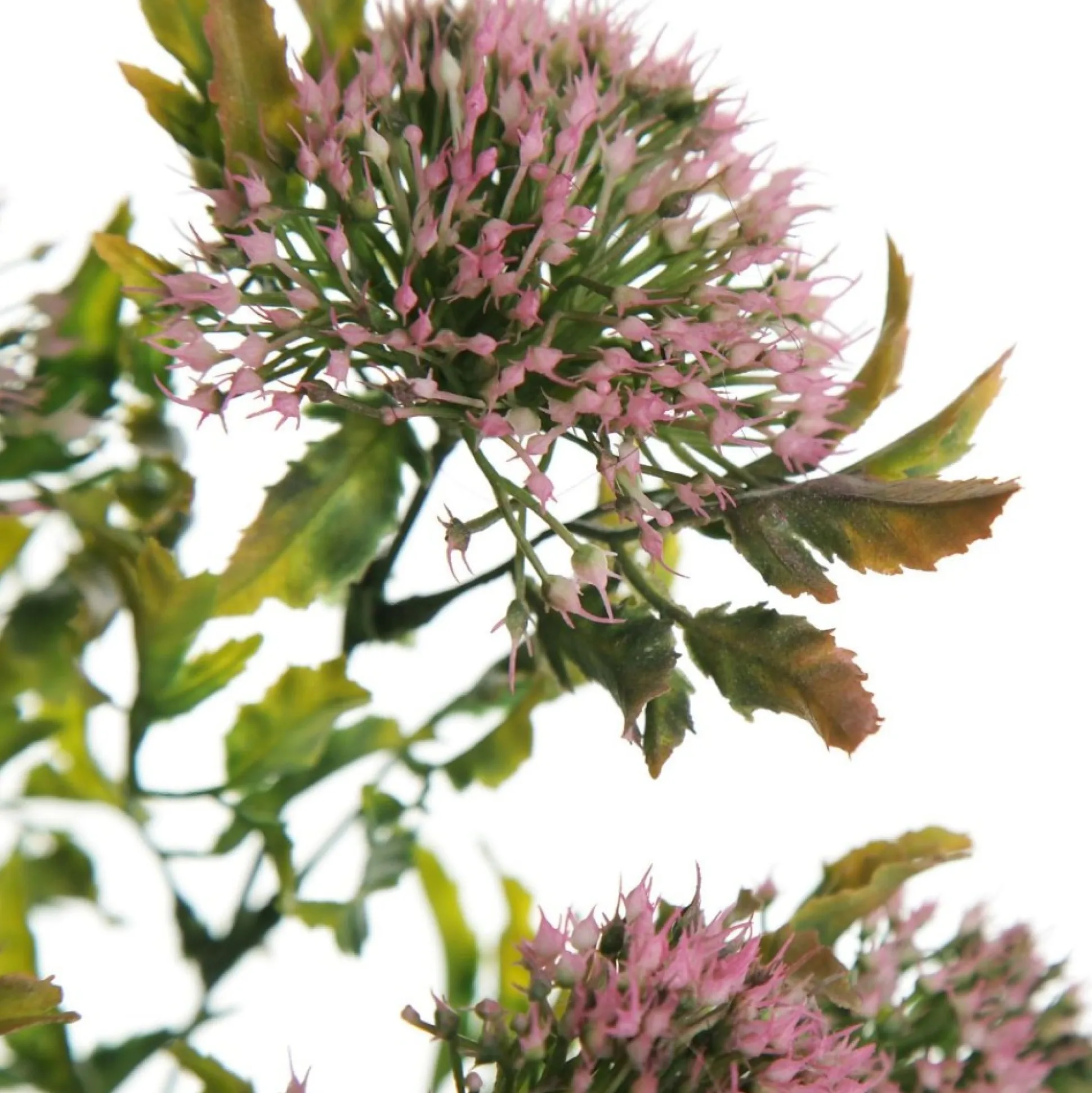 Pink Gumnut Flower Christmas Bush Spray Christmas Sprays|