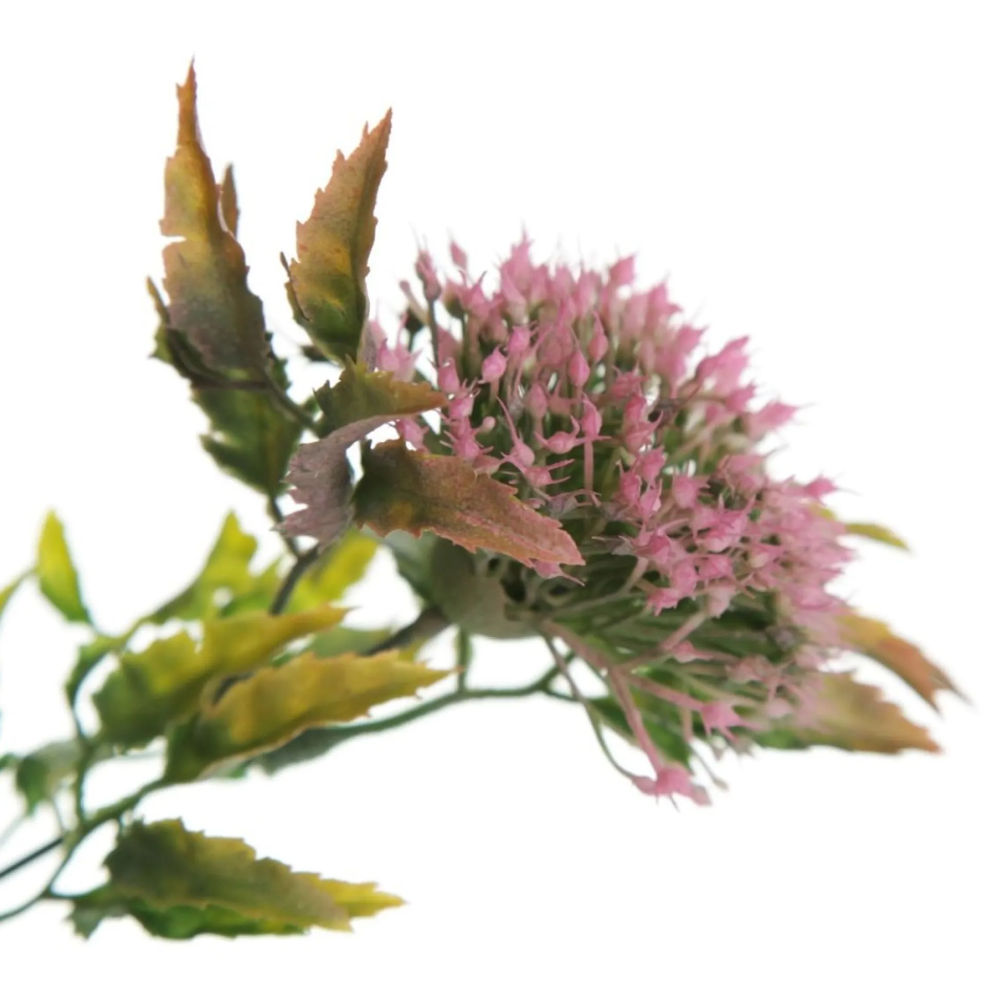 Pink Gumnut Flower Christmas Bush Spray Christmas Sprays|