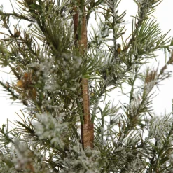 Potted Christmas Pine Tree with Snowy Top Table Top Christmas Trees|