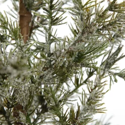 Potted Christmas Pine Tree with Snowy Top Table Top Christmas Trees|