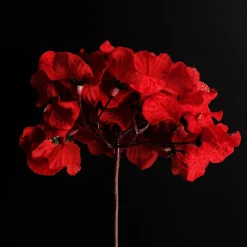 Red Hydrangea Flower Stem Christmas Flowers|
