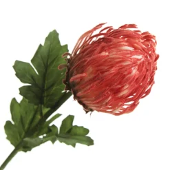Red Pincushion Protea Flower Stem Christmas Flowers|
