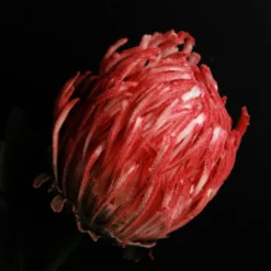 Red Pincushion Protea Flower Stem Christmas Flowers|
