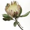 White King Protea Flower Stem Christmas Flowers|