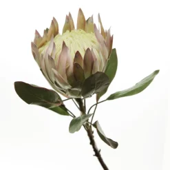 White King Protea Flower Stem Christmas Flowers|