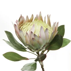 White King Protea Flower Stem Christmas Flowers|