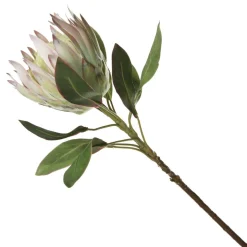 White King Protea Flower Stem Christmas Flowers|